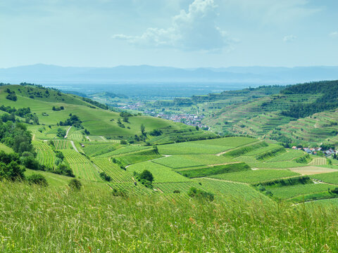 Lush Green Terraced Vineyards in a Scenic Valley