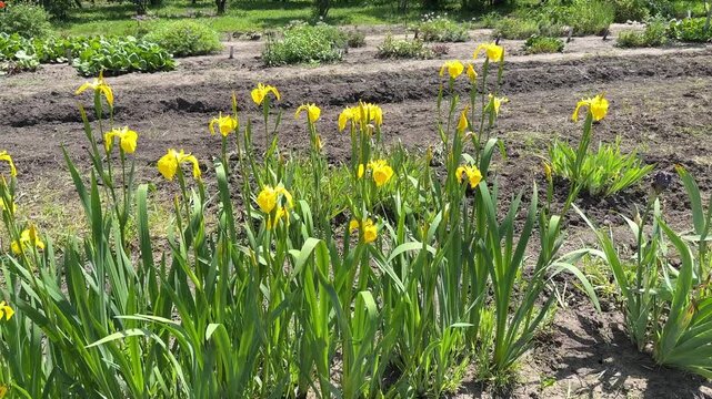 Yellow irises blooming garden botanical