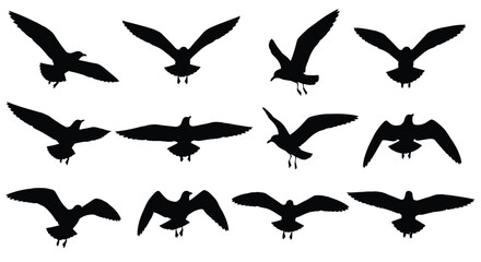 Fototapeta premium Seagull Silhouettes In Flight Black Shapes On White Background avian