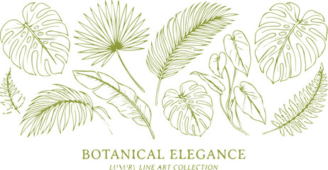 Botanical elegance luxury line art collection, hand drawn tropical palm leaves vector, green monstera and fern foliage set isolated on White Background © noor