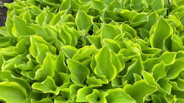 Video of garden perennial plant Hosta (lat. Hosta) with large green leaves on spring  day. Natural floral background. Gardening as a hobby