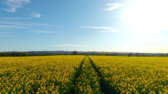 First person tractor moving across golden rapeseed field applying crop treatment for yield increase. Green wheel tracks dividing dense yellow canola rows across wide farmland under bright sunlight