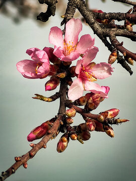 Almendro en flor