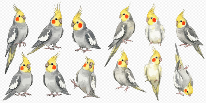 Set of cute watercolor cockatiel parrots in various poses, hand-drawn vector illustration on transparent background.
