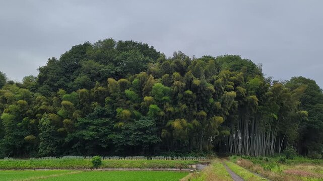 4K wide shot of strong winds shaking a mixed forest and bamboo grove with rice fields and a rural path under cloudy skies in Japan