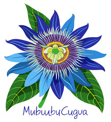 Fototapeta premium vector illustration of lotus flower