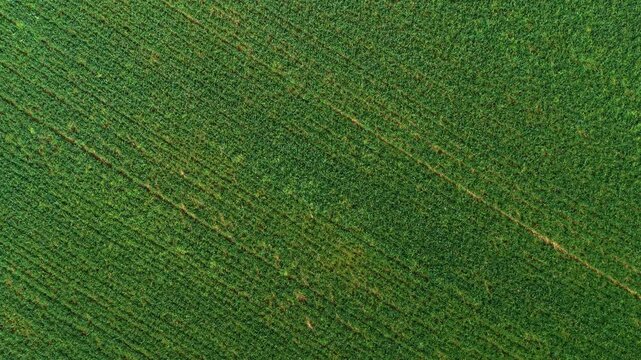 Barley crop waves forming organic patterns across green farmland surface. Strong plant growth supporting harvest potential, efficient agriculture, profitable grain cultivation. Rural production