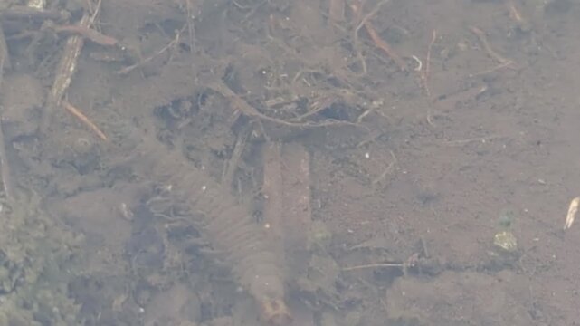 4K slow‑motion zoom tracking shot of a diving beetle larva swimming in a rice field in Japan