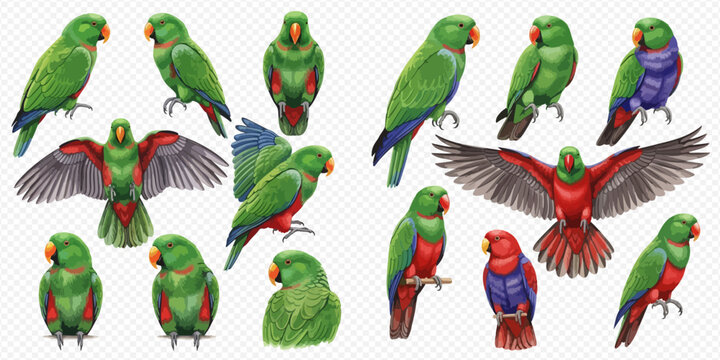 Collection of vibrant green parrots and eclectus parrots in various poses on a transparent background, showcasing their colorful plumage and distinct features.