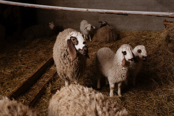 Dolan sheep, ewes, and lambs inside an agricultural livestock barn facility. The setting features wooden fencing, straw bedding, and masonry walls during routine husbandry operations. © Aigul Sabirova