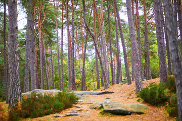 Obraz premium Autumn pine forest in Fontainebleau, France