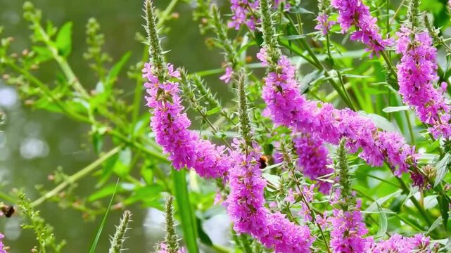 Beautiful purple Lythrum salicaria blossoms swaying gently as insects pollinate the garden stream ecosystem.

