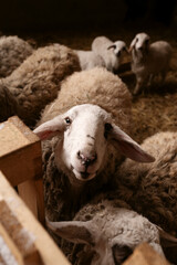 Dolan sheep, ewes, and lambs inside an agricultural livestock barn facility. The setting features wooden fencing, straw bedding, and masonry walls during routine husbandry operations. © Aigul Sabirova