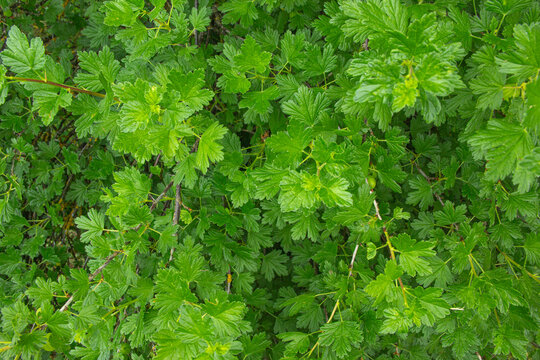 Gooseberry Bush Branches Texture Background. Ribes Uva-Crispa Green Leaves Pattern Forms Seamless Natural Frame in Summer Orchard. Beautiful Shrub Foliage Full Frame View. Floristry and Botany Concept