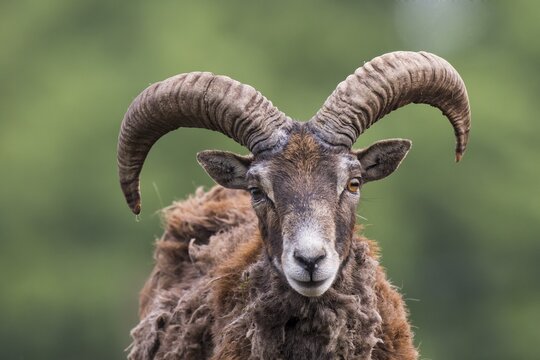 European mouflon (Ovis orientalis musimon), captive, Saarland, Germany