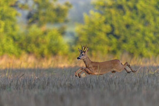A roebuck (Capreolus capreolus) pursues a doe in a barley field with long leaps during the mating season, pursue, chase, leaf season, mating season, August, Germany