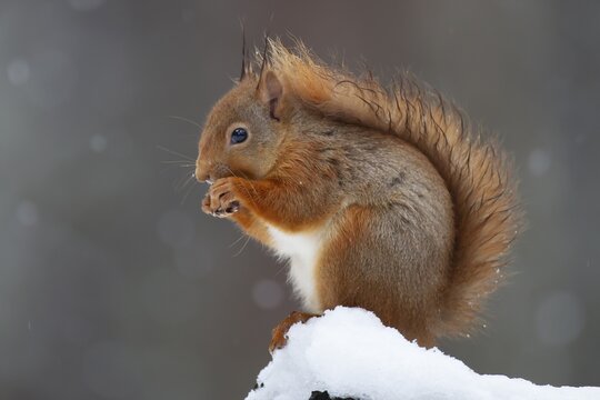 Red squirrel (Sciurus vulgaris) adult animal feeding on a nut on a tree stump covered in snow in winter, Scotland, United Kingdom