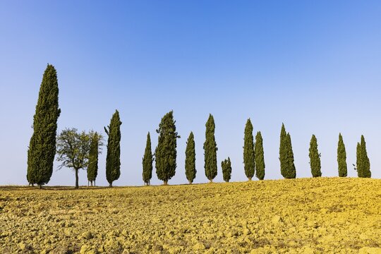 Ploughed field, above a row of cypresses (Cupressus), near Asciano, Tuscany, Italy