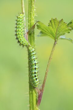 Small emperor moth (Saturnia pavonia), two caterpillars on the forage plant raspberry, Schwaz, Tyrol, Austria