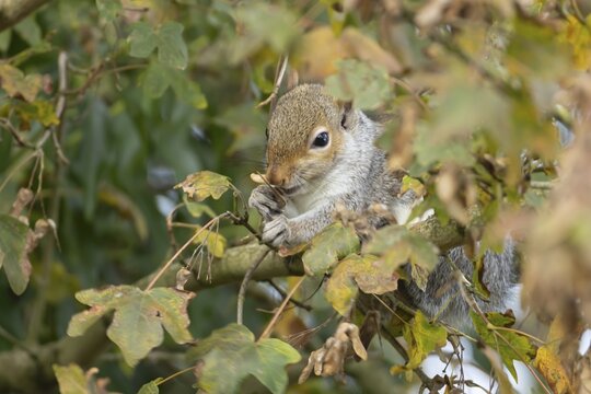 Grey squirrel (Sciurus carolinensis) adult animal feeding in a Field maple tree, England, United Kingdom