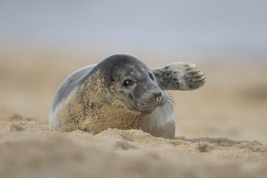 Atlantic grey seal (Halichoerus grypus) juvenile animal waving its front foot on a beach in winter, Norfolk, England, United Kingdom