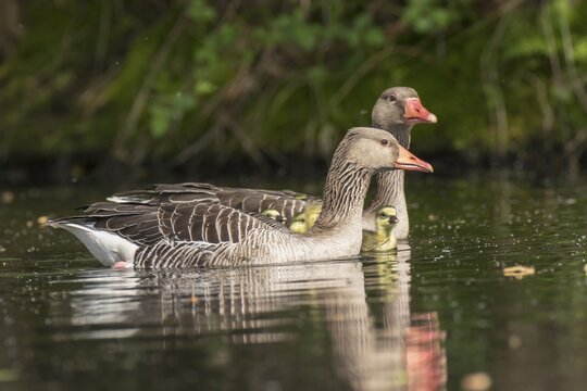 Two Greylag Geese (Anser anser) swimming with chicks in water, Nettetal, North Rhine-Westphalia, Germany