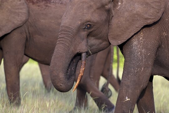African forest elephant (Loxodonta cyclotis) in a clearing in Loango National Park, Parc National de Loango, portrait, Ogoou&eacute;-Maritime Province, Gabon