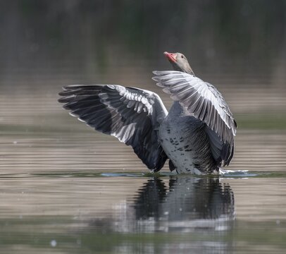Greylag goose (Anser anser) swimming on a pond and flapping its wings, Thuringia, Germany