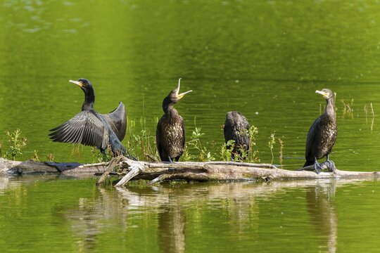 Three cormorants stretching their wings on a tree trunk over calm water, Cormorant, (Phalacrocorax carbo), wildlife, France