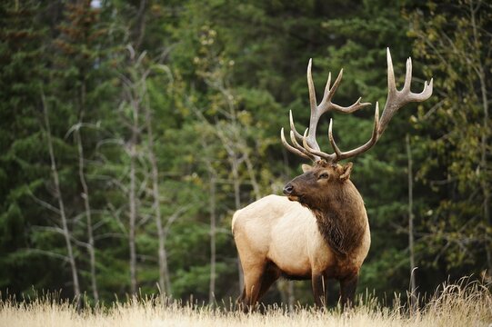 Elk (Cervus canadensis) standing, Jasper National Park, Alberta Province, Canada
