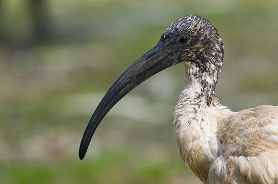 African sacred ibis (Threskiornis aethiopicus), native to Africa, captive, Thuringia, Germany