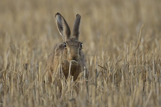 European brown hare (Lepus europaeus) adult animal feeding on a wheat sheath in a farmland stubble field in summer, England, United Kingdom