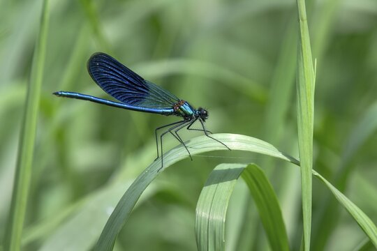 Beautiful demoiselle (Calopteryx virgo ), male, sitting on a leaf, Limbach, Burgenland, Austria