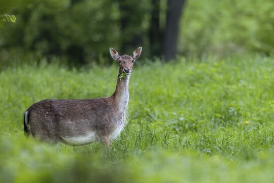In a few days, the heavily pregnant dama (Dama dama) will give birth to a calf, pregnant, birth, rearing young, Germany
