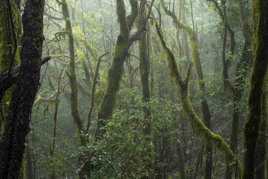Laurel trees with mosses and lichens in the cloud forest. Foggy weather. Garajonay National Park, La Gomera, Canary Islands, Spain