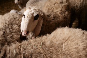 Dolan sheep, ewes, and lambs inside an agricultural livestock barn facility. The setting features wooden fencing, straw bedding, and masonry walls during routine husbandry operations. © Aigul Sabirova
