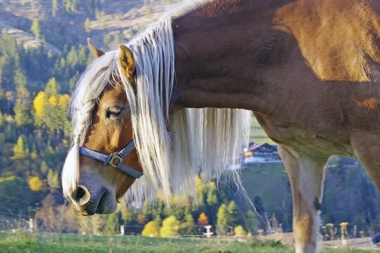 Haflinger with long maned hair on an alpine pasture in front of autumnal alpine slopes, warm sunlight, calm atmosphere, Drau cycle path, South Tyrol, Italy