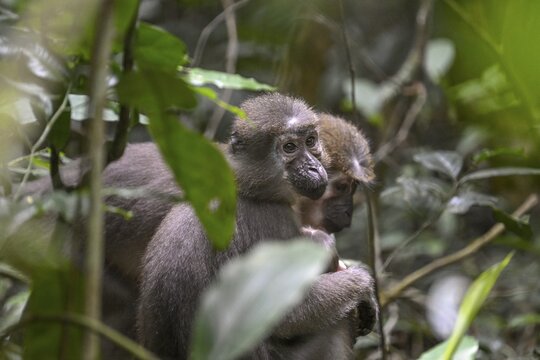 Olivet (Cercocebus agilis) near the Ba&iuml;-Hokou, Dzanga-Ndoki National Park, Unesco World Heritage Site, Dzanga-Sangha Complex of Protected Areas (DSPAC), Sangha-Mba&eacute;r&eacute; Prefecture, Central African Republic