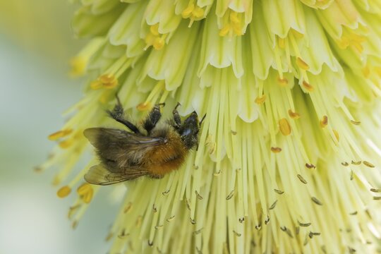 Bumblebee (Bombus spp) adult bee feeding on a Red-hot poker flower in an urban garden in summer, England, United Kingdom