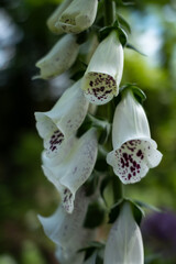 Close-up of white foxglove flowers with burgundy speckled petals. Elegant bell-shaped blooms in soft natural light, creating a delicate botanical and garden background. © Do