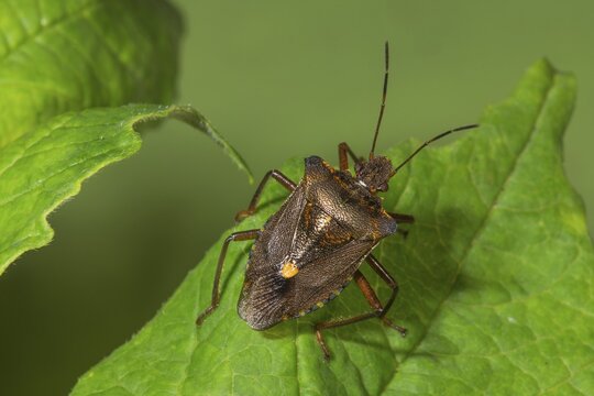 A Forest bug (Pentatoma rufipes) sits on a fresh green leaf and forms a clear contrast to the leaf colour, Baden-W&uuml;rttemberg, Germany