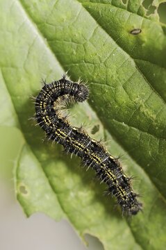 Small tortoiseshell (Nymphalis urticae, Aglais urticae), caterpillar, North Rhine-Westphalia, Germany
