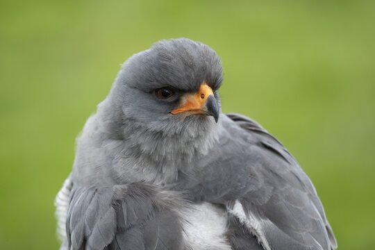 Pale chanting goshawk (Melierax canorus) adult bird of prey head portrait, England, United Kingdom - Captive