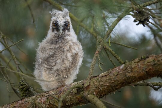 Long-eared owl (Asio otus), young bird, Fa&szlig;berg, Lower Saxony, Germany