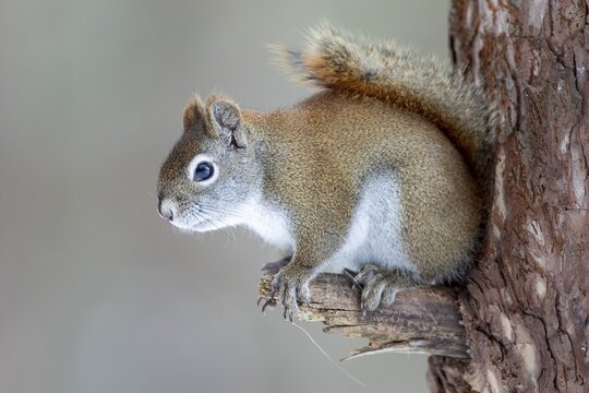 Red squirrel (Tamiasciurus hudsonicus) perched on a branch and watching, region of La Mauricie, province of Quebec, Canada