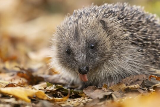 European hedgehog (Erinaceus europaeus) adult animal on fallen autumn leaves, England, United Kingdom