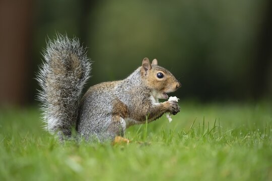 Grey squirrel (Sciurus carolinensis) adult animal feeding on a mushroom or fungi in the autumn, England, United Kingdom