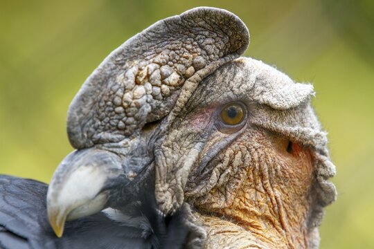 Andean condor (Vultur gryphus), Condor male perched on a rock, Portrait, Close-up, Cotopaxi national park, Cotopaxi, Napo and Pichincha provinces, Ecuador, South America