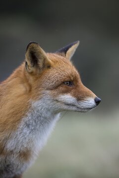 Red fox (Vulpes vulpes), Portrait, Netherlands, North Holland, Amsterdam