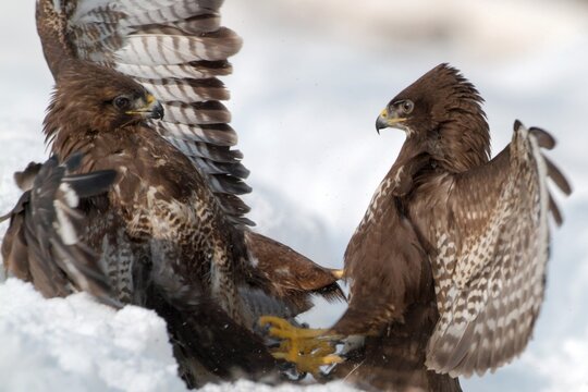 Common Buzzards (Buteo buteo), Schwaz, Tyrol, Austria, Europe